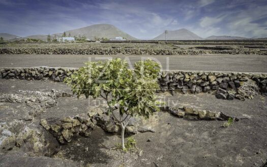 Finca de Viñedos de más de 40.000 metros cuadrados en La Florida, Lanzarote