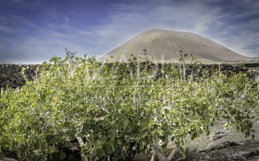 Finca de Viñedos de más de 40.000 metros cuadrados en La Florida, Lanzarote
