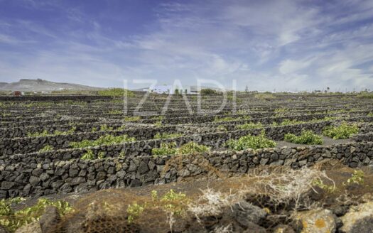 Finca de Viñedos de más de 40.000 metros cuadrados en La Florida, Lanzarote